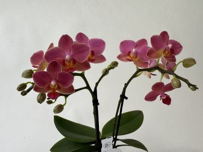 A Phalaenopsis Indy orchid with two panicles full of vibrant pink flowers, featuring yellow-orange accents at their centres. Numerous further flower buds can be seen on the stems, along with their green leaves at the base.